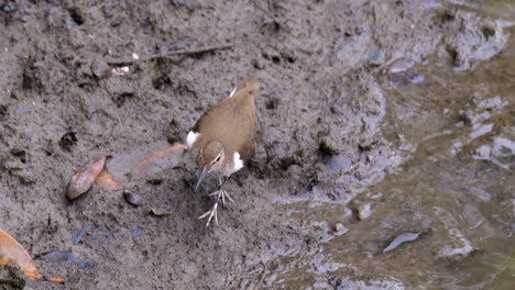 A-common-Sandpiper-bird-walking-along-the-muddy-riverbank---Slow-motion