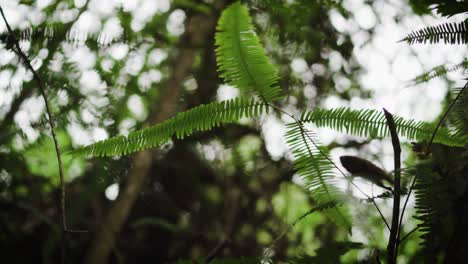 Lower-Shot-Of-Wild-Fern-Deep-Inside-The-Humid-Tropical-Rainforest-Jungle