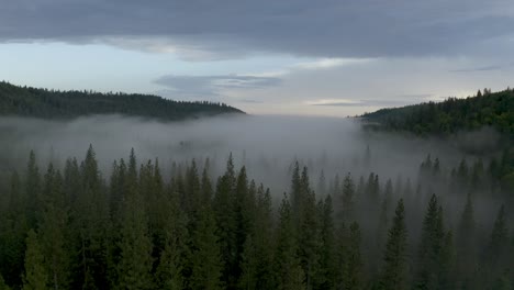 Flying-close-above-green-forest-on-the-mountain,-fog-flowing-in-to-the-valley-through-the-trees,-Lake-Tahoe,-California