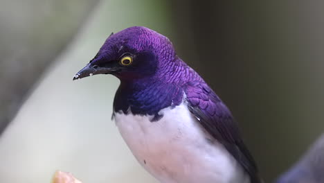 A-beautiful-Violet-Backed-Starling-perched-on-a-tree-branch,-feeding-on-delicious-fruits-with-another-bird-in-the-foreground---Close-up
