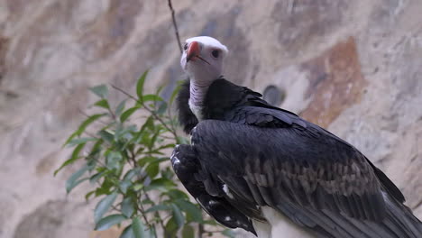 A-White-Headed-Vulture,-curiously-looking-at-his-surroundings,-half-body,-side-view