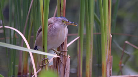 A-Yellow-Bittern-bird-perched-between-freshwater-plants-and-cleaning-it's-beak-with-it's-tongue---Close-up