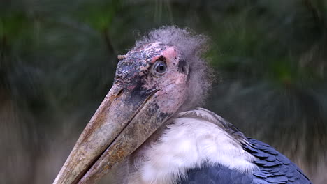 The-close-up-look-of-a-Marabou-Stork,-looking-ill-and-molting---Close-up