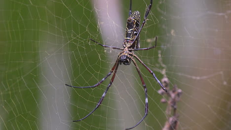 A-Golden-Orb-Weaver-Spider-steady-on-it's-silk-web---Close-up