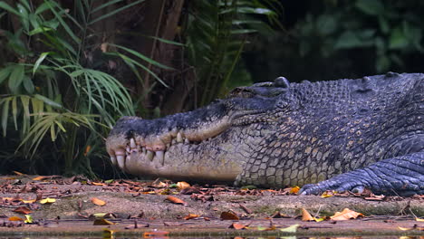 An-Estuarine-or-Saltwater-Crocodile-opening-it's-mouth-to-cool-down-it's-body-heat---Close-up