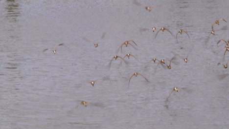 A-beautiful-flock-of-Whimbrel-birds-flying-over-the-river,-underneath-a-concrete-bridge---Close-up