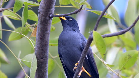 A-blue-Common-Myna-bird-perched-on-a-tree-branch,-concealed-behind-branches-and-green-leaves---Close-up