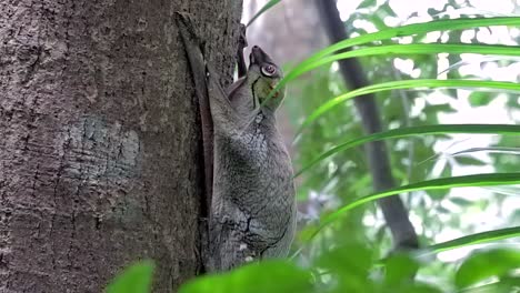 Colugo,-Auch-Bekannt-Als-Fliegender-Lemur,-Bewegt-Seinen-Kopf,-Während-Er-Sich-An-Einen-Baumstamm-Klammert,-Der-Von-Grünen-Pflanzen-In-Einem-Kleinen-Naturpark-In-Singapur-Umgeben-Ist---Ganzkörper-Seitenaufnahme
