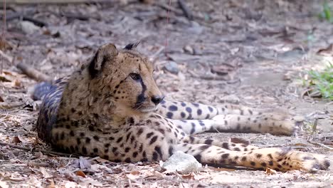 Cheetah-Lying-On-The-Ground-Facing-At-The-Right-Side---front-shot