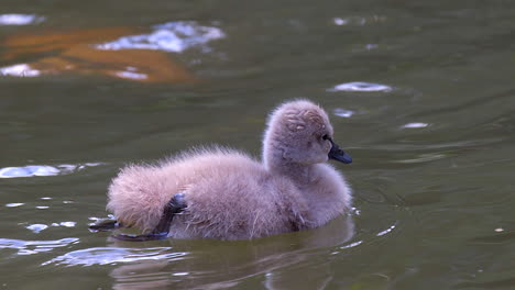 Fluffy-Cygnet-Padding-Away-In-The-Gently-Rippling-Lake-In-Slow-Motion---Closeup-Shot