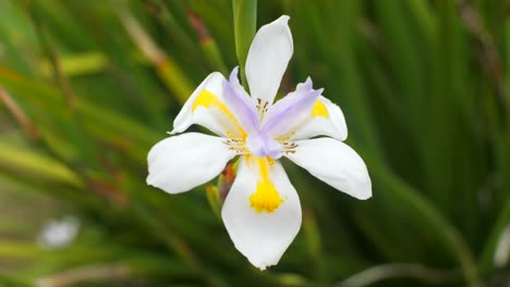 4K---60fps---Beautiful-white-and-yellow-flower