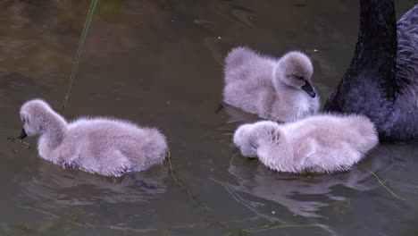 A-Group-Of-Cygnets-Feeding-In-The-Lake-In-Slow-Motion---Closeup-Shot