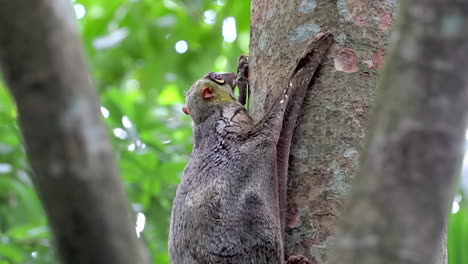 A-beautiful-flying-lemur-clinging-to-a-tree-trunk---close-up