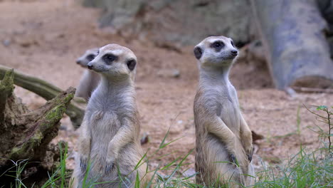 Meerkats-standing-on-their-hind-legs-watching-over-their-territory---Close-up