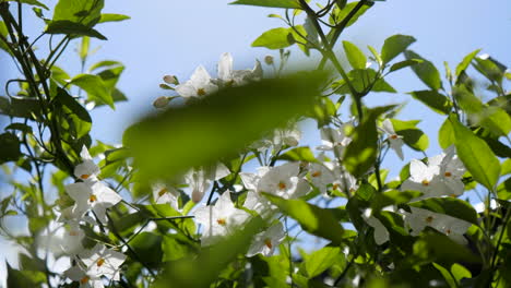 Schöne-Weiße-Blumen,-Die-In-Der-Sonne-Glänzen