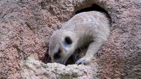 A-Meerkat-half-out-of-his-burrow-feeding---Close-up