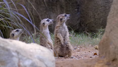 A-group-of-Meerkats-looking-up,-seeing-something-curious-then-looking-around---Close-up