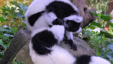 A-beautiful-pair-of-black-and-white-ruffed-lemurs-grooming-each-other---close-up