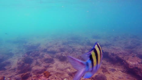 Zeitlupe-|-Tropische-Fische,-Die-In-Thailand-Im-Klaren-Blauen-Wasser-Herumschwimmen