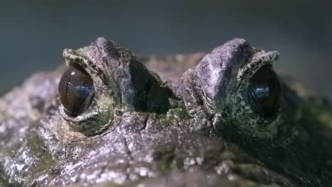 Closeup-of-Eyes-of-African-Dwarf-Crocodile,-Low-level,---Closeup-Shot
