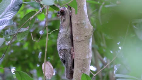 Side-View-Of-A-Flying-Lemur,-Or-Colugo,-Clinging-On-A-Tree-And-Moving-Its-Head-In-Singapore---Close-Up-Shot