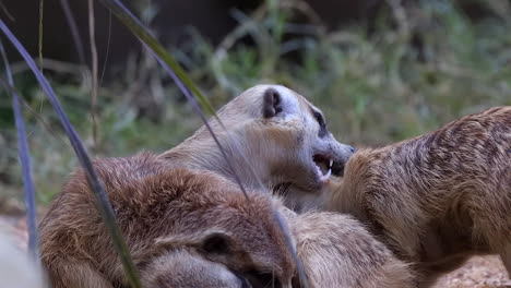 A-group-of-Meerkats-having-fun-on-green-grass-ground---Slow-motion-Close-up