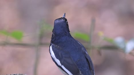 An-Oriental-Magpie-Robin-Standing-And-Looking-In-The-Distance-With-Natural-Blurred-Background