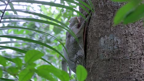 Colugo,-Conocido-También-Como-Lémur-Volador-Lamiendo-Su-Garra-Mientras-Se-Aferra-Al-Tronco-De-Un-árbol-En-Un-Pequeño-Parque-Natural-En-Singapur---Toma-De-Cuerpo-Completo