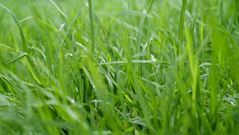 Cinematic-pan-across-lawn-grass