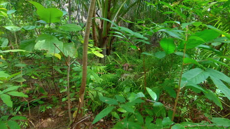 Zeitlupe-|-Pov-Durch-Den-Dschungel-In-Thailand-Spazieren