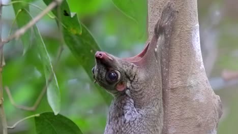 Close-Up-Of-A-Flying-Lemur-Arching-It's-Head-Backwards-In-Singapore---Close-Up-Shot