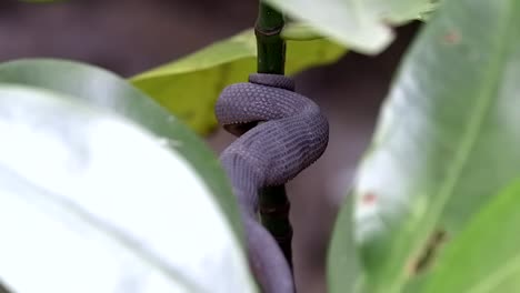 A-juvenile-shore-pit-viper-purplish-brown-body-coiling-while-hiding-its-head-behind-the-stem-of-a-plant-found-in-mangrove-area-in-Singapore---zoom-out