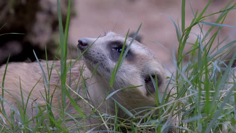 A-sleepy-Meerkat-lying-on-the-green-grass-ground-looking-up---Close-up