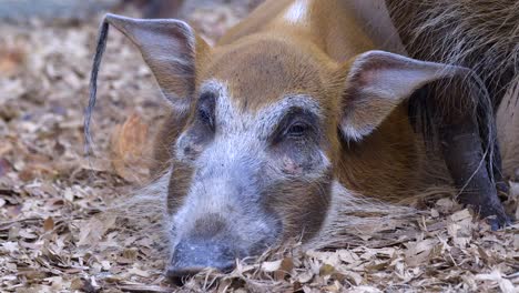 A-Red-River-Hog-Spotted-Calmly-Sleeping-On-The-Ground
