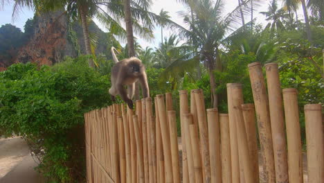 Zeitlupe-|-Nahaufnahme-Eines-Affen,-Der-In-Thailand-An-Einem-Bambuszaun-Entlang-Läuft