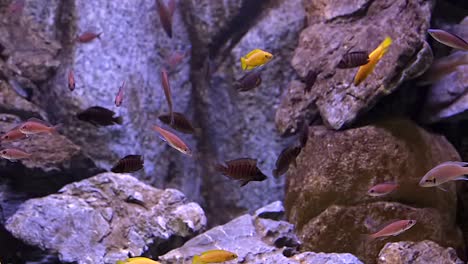 A-colorful-school-of-Cichlid-fishes-by-the-rocks---close-up