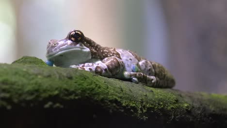 Amazon-Milk-Frog-resting-on-tree-trunk-full-of-fungi