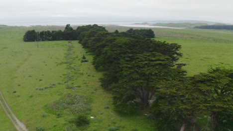 Point-Reyes-Monterey-Cypress-Tree-Tunnel,-aerial-shot-on-an-overcast-day