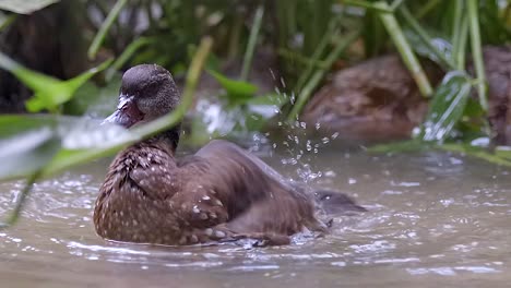 A-Whistling-Duck-Floating-On-The-Ground-Level-In-A-Pond-While-Bathing-And-Preening-Its-Feather---Closeup-Shot