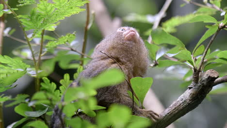 An-adorable-Pygmy-Marmoset-monkey-on-a-small-tree-branch-with-lush,-green-leaves-and-looking-at-his-surroundings---Close-up