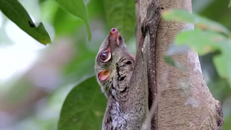Fliegender-Lemur-Oder-Colugo,-Der-Sich-An-Einem-Baum-In-Einem-Kleinen-Naturpark-In-Singapur-Festklammert,-Mit-Grünen-Blättern,-Die-Sich-Im-Wind-Wiegen---Nahaufnahme,-Halbkörperseitenaufnahme