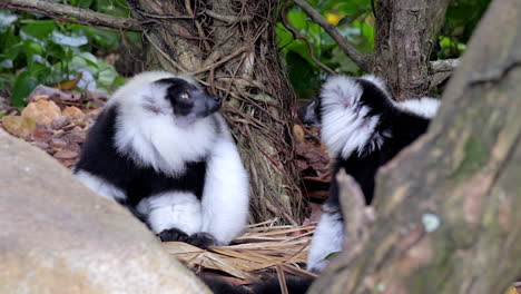 A-Pair-Of-Black-And-White-Ruffed-Lemur-Resting-On-The-Round-Behind-Some-Rocks-And-Tree-Branch-In-A-Small-Nature-Park-In-Singapore---Closeup-Shot