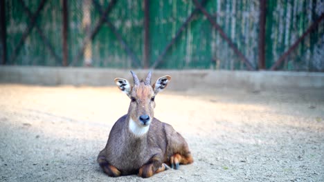 The-National-Zoological-Park-in-Delhi