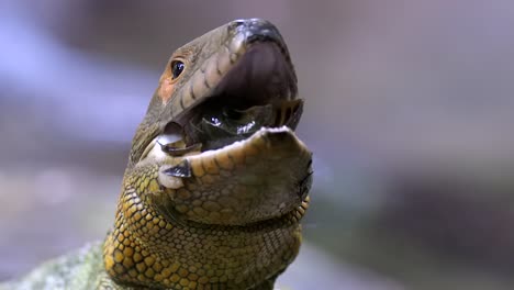 Front-View-of-A-Caiman-Lizards-Eating-A-Snail---Close-Up-Shot