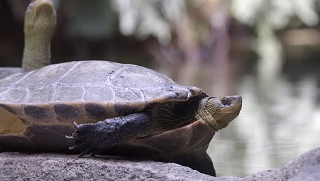 Eine-Niedliche-Chinesische-Streifenhalsschildkröte,-Die-Ihren-Hals-Neugierig-Einzieht-Und-Ausdehnt---Aus-Der-Nähe
