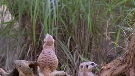 One-Meerkat-standing-on-his-toes-on-a-tree-trunk-on-the-ground-and-trying-to-look-over-the-grass---Slow-motion