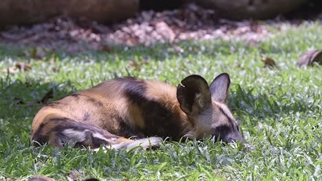 A-tired-African-Painted-Dog-with-a-damaged-ear-resting-on-the-ground,-in-the-sun---close-up