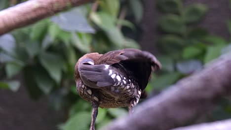 A-Spotted-Whistling-Duck-Perch-On-Tree-Branch-And-Preening-Itself---Closeup-Shot