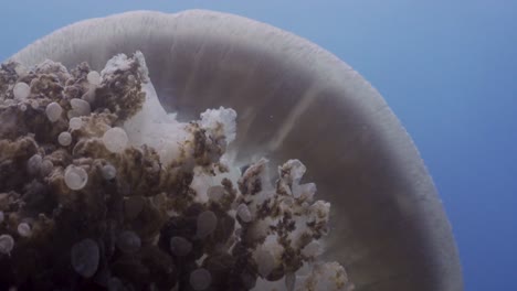 Rhizostome-Jellyfish-close-up-swimming-midwater-with-fish-inside-bell-at-Koh-Tao,-Thailand