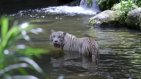 Ein-Hungriger-Weißer-Tiger-In-Einem-Fluss-Auf-Der-Suche-Nach-Fischen-Mit-Wasserfall-Im-Hintergrund---Zeitlupe